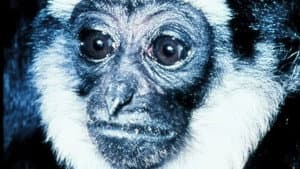Gibbons: The Forgotten Apes In Peril — foto 1