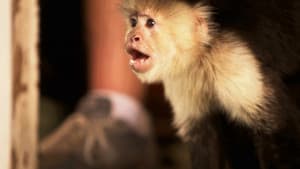 Flying Monkeys — foto 2