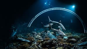 700 requins dans la nuit — foto 5