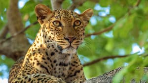 Cazadores de África — foto 2