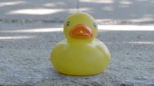 Birdwatching — foto 4