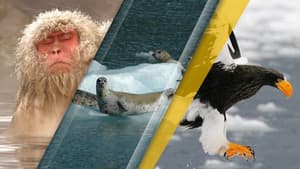 Japan's Wild Year — foto 1