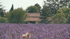 Trois oiseaux bleus — foto 1