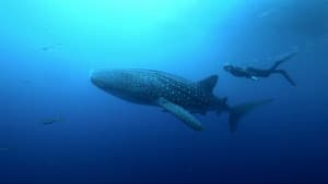 Shark Night — foto 1
