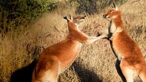 The Kangaroo King — foto 4