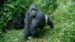 Primates — foto 2