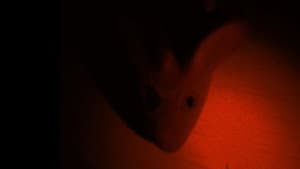 A Tragédia do Rato — foto 1