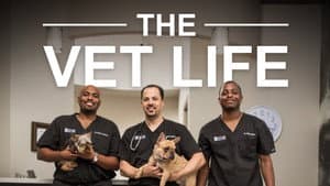 The Vet Life — foto 5