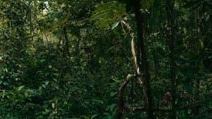 O verde fascínio me faz distante — foto 1