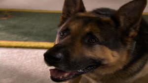 Ace, el mejor amigo de la familia — foto 1