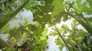 Le Petit Peuple du potager — foto 2