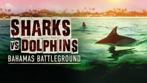 Sharks vs. Dolphins: Bahamas Battleground — foto 2