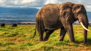 Wild Congo — foto 3