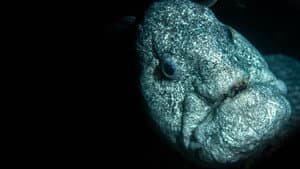 Ocean's Weirdest — foto 5