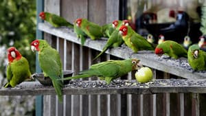The Wild Parrots of Telegraph Hill — foto 6