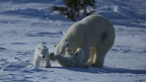 Wild Canada — foto 2