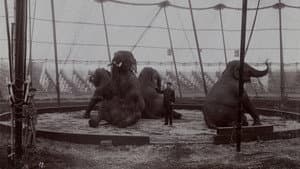 La Tragique Histoire de Fritz l'éléphant — foto 7