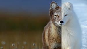 La vida a color con David Attenborough — foto 5