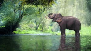 Thailand's Wild Side — foto 1