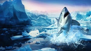 Great White North — foto 1