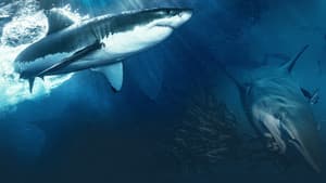 Shark — foto 2