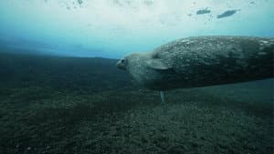 Antarctica in a Warming World — foto 3