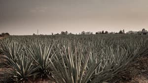 Agave: The Spirit of a Nation — foto 1