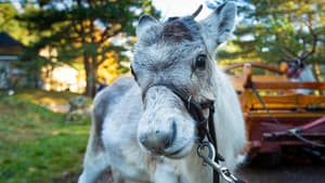 A Baby Reindeer's First Christmas — foto 1