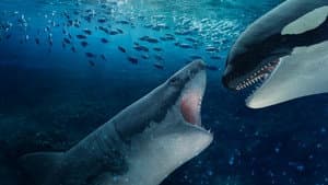 Orca Vs. Great White — foto 1
