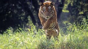 Wild 24 — foto 3