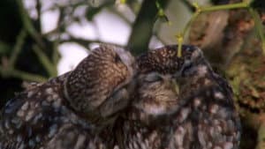 The Owls and the Orchard — foto 1