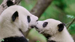 China: Misteriosa y salvaje — foto 1