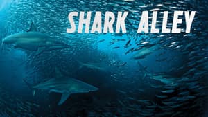 Shark Alley — foto 1