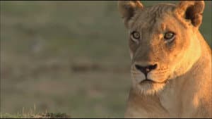Lions of Crocodile River — foto 1