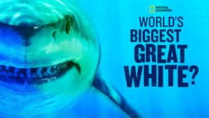 World's Biggest Great White? — foto 4
