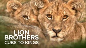 Lion Brothers: Cubs to Kings — foto 2