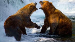 Expedition Wild with Casey Anderson — foto 3