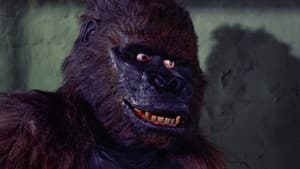 Konga — foto 10