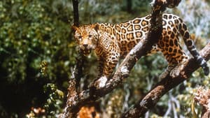 El Jaguar del Amazonas — foto 1