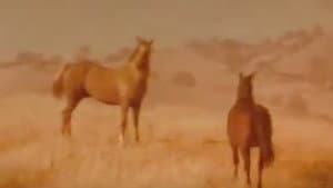 Iron and Horse — foto 1