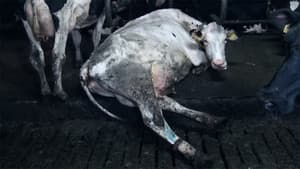 Food for Profit — foto 3