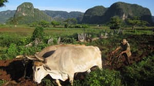 Cuba: The Accidental Eden — foto 1