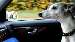 Abby’s List: A Dogumentary — foto 2