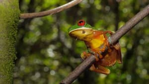 Extraordinary Ecosystems — foto 1