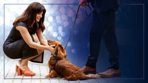 Paws in the City — foto 1
