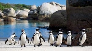 Penguins: Meet the Family — foto 1
