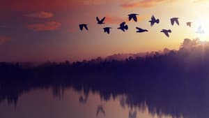Planet of the Birds — foto 3
