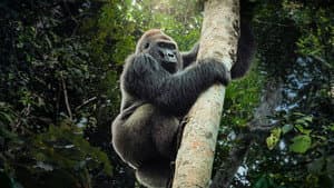 Criaturas gigantes — foto 1