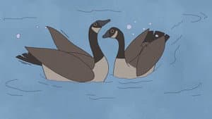 Hudson Geese — foto 3