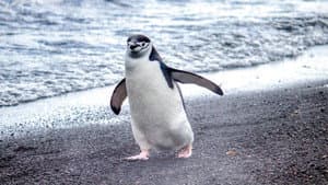Secretos de los pingüinos — foto 4